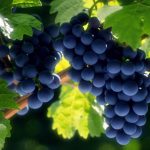 Посади дыню в плодородную почву, а виноград- в камень! — виноградный сезон в Крыму открыт!